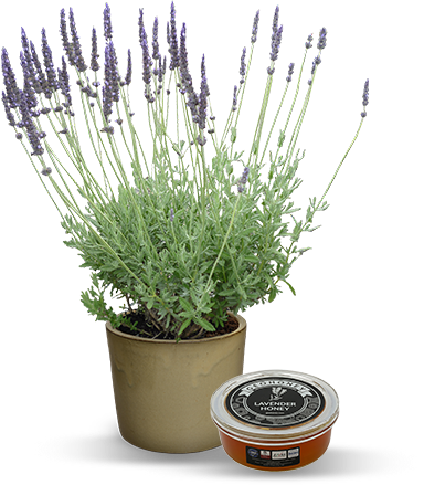 About Lavender Plant